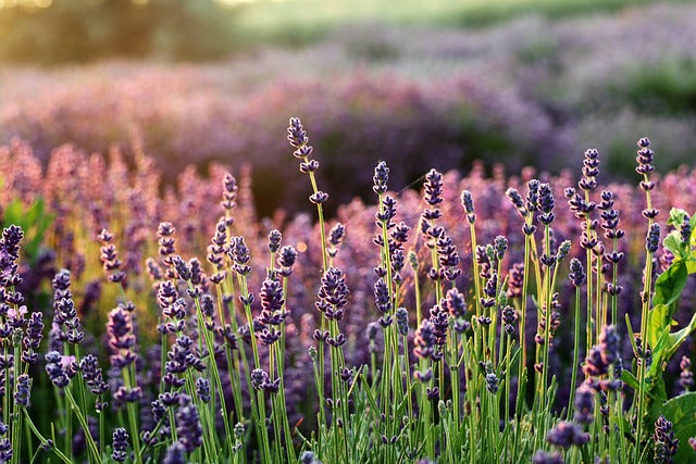 LAVANDE SOMMITES FLEURIES Lavendula angustifolia  FRANCE