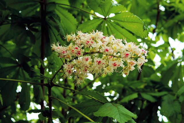 HORSE CHESTNUT LEAVES Aesculus hippocastanum BRITTANY ORGANIC