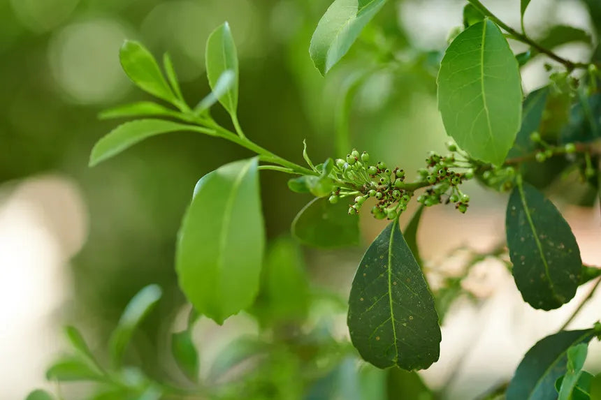 MATE VERT FEUILLES Ilex paragueriensis BIO