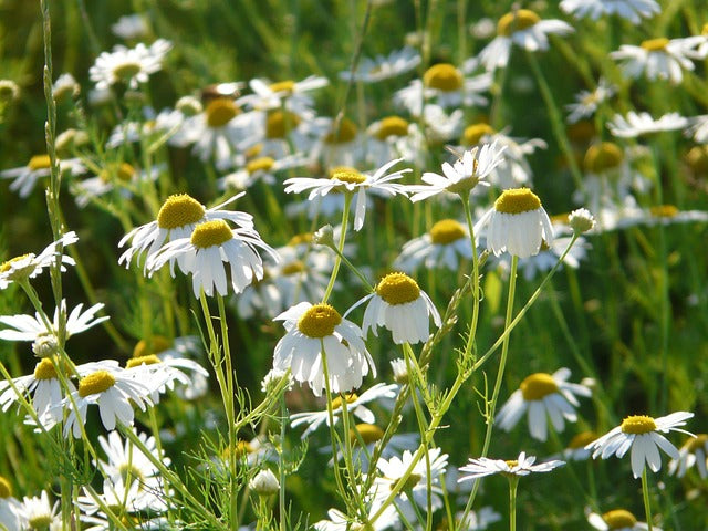 CAMOMILLE MATRICAIRE Matricaria recutita