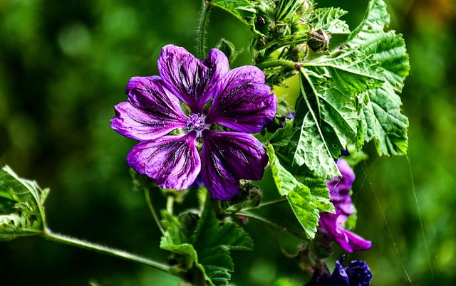MAUVE FLEURS Malva sylvestris BRETAGNE BIO