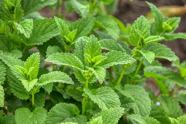 MELISSE Melissa officinalis ORGANIC BRETAGNE – Airmeth