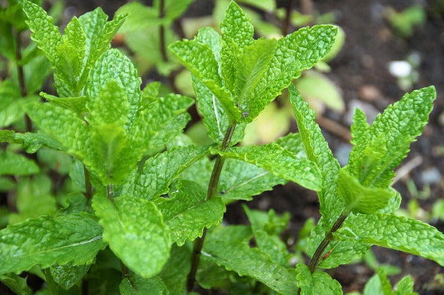 MENTHE POIVREE Mentha piperita BRETAGNE BIO