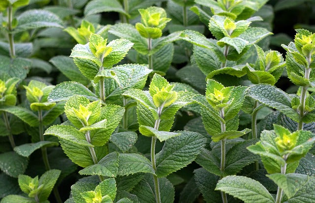 MENTHE VERTE FEUILLES Mentha spicata BRETAGNE BIO