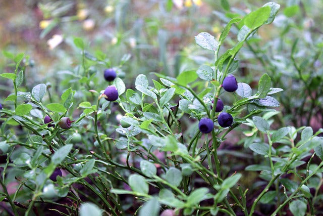 MYRTILLE FEUILLES Vaccinum myrtillus BRETAGNE BIO