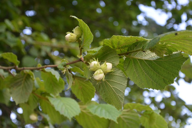 NOISETIER Corylus avellana BRETAGNE BIO