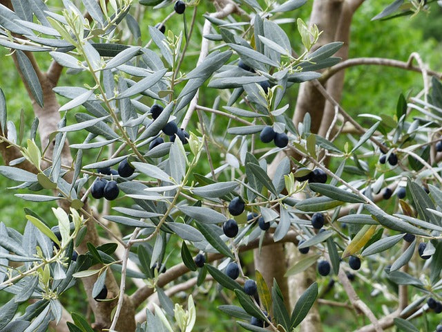 OLIVIER FEUILLES Olea europa BRETAGNE BIO