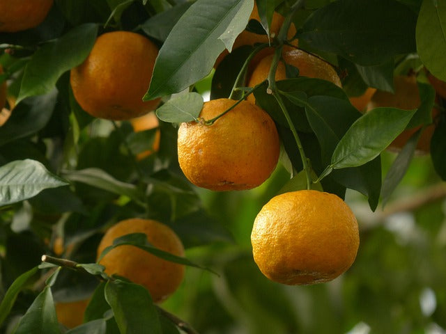 ORANGE AMERE ZESTES Citrus aurantium BIO