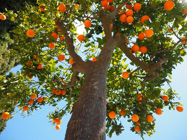 ORANGE DOUCE ZESTES COUPES Citrus aurantium BIO