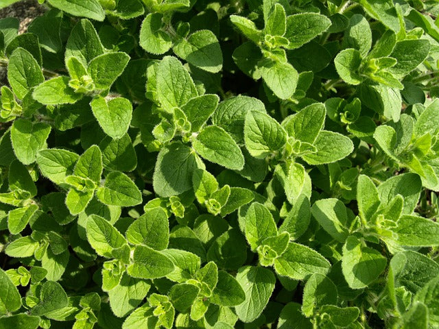 ORIGAN FEUILLES Origanum vulgare BRETAGNE BIO