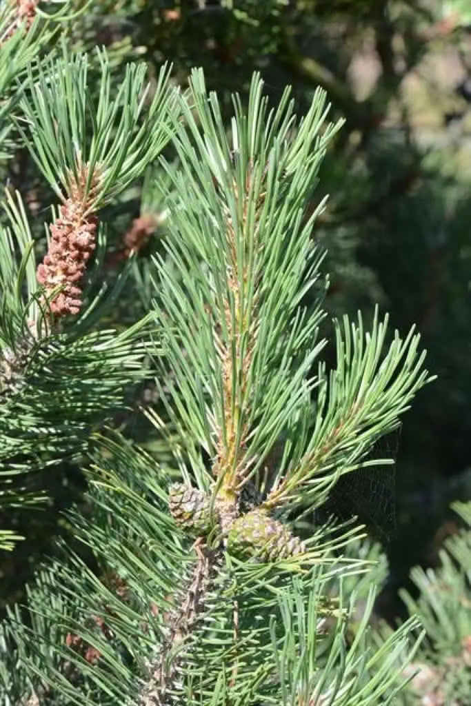 PIN SYLVESTRE BOURGEONS Pinus sylvestris