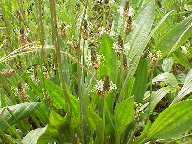 PLANTAIN LANCEOLE Plantago lanceolata BRETAGNE BIO