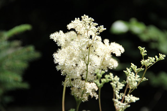 REINE DES PRES SOMMITES FLEURIES Filipendula ulmaria BRETAGNE BIO