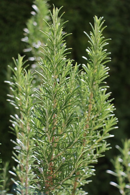 ROMARIN FEUILLES Salvia rosmarinus BIO