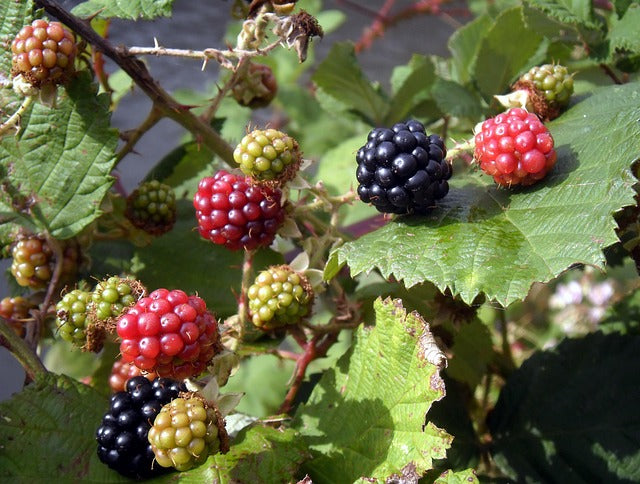 RONCE Rubus fruticosus BRETAGNE BIO