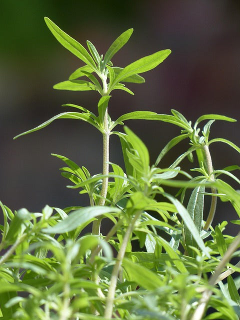SARRIETTE FEUILLES Satureja montana BIO