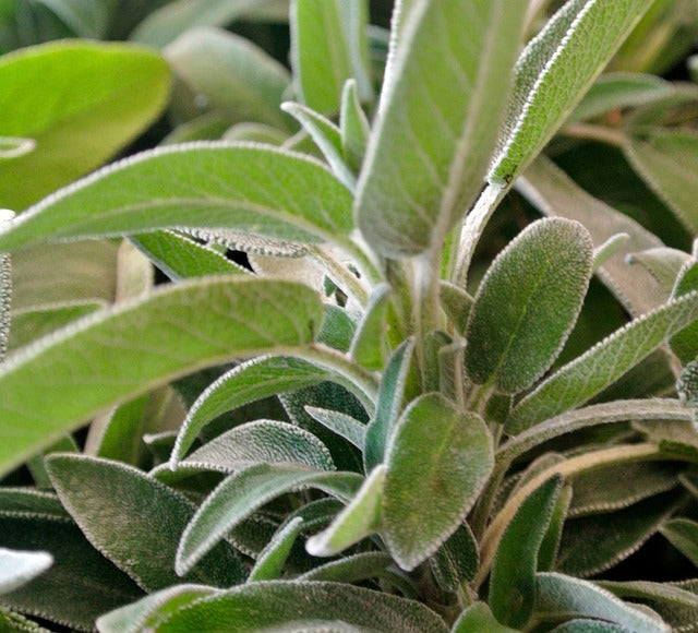 SAGE Salvia officinalis BRITTANY ORGANIC
