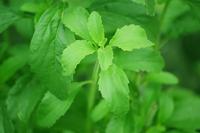 STEVIA FEUILLES Stevia rebaudiana BIO