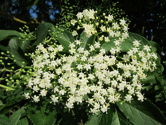 SUREAU OMBELLES FLEURIES Sambucus nigra BRETAGNE BIO