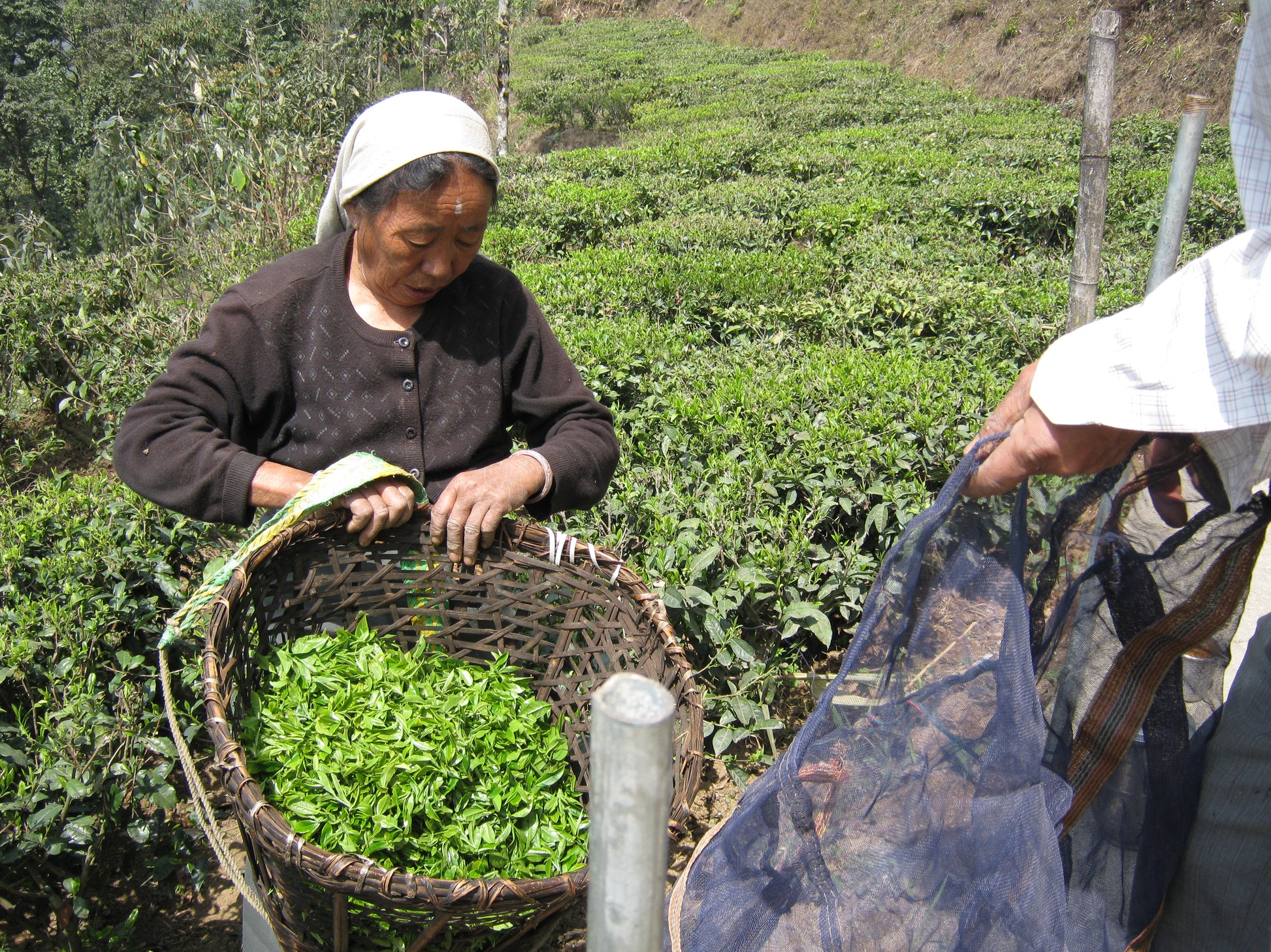 THE NOIR 100% DARJEELING DE MAKAIBARI BIO