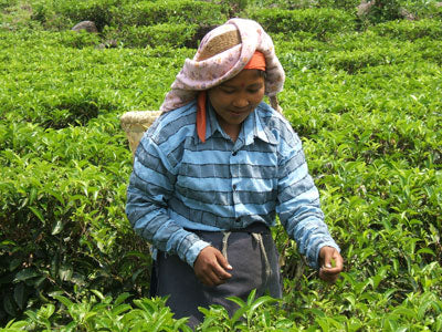 THE NOIR 100% OOLONG BIO