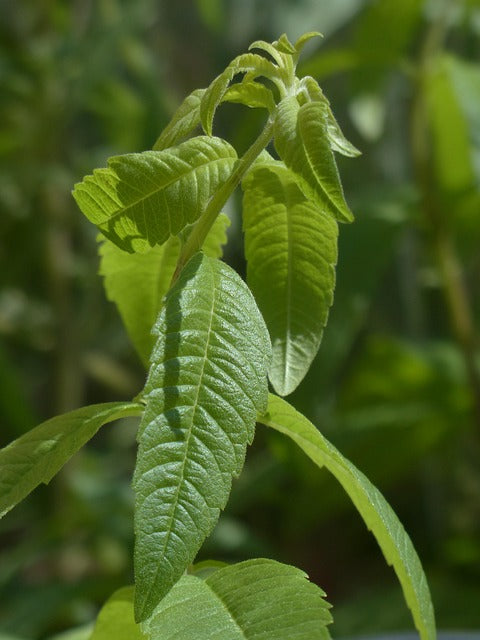 VERVEINE CITRONNEE Aloysia citriodora BRETAGNE BIO