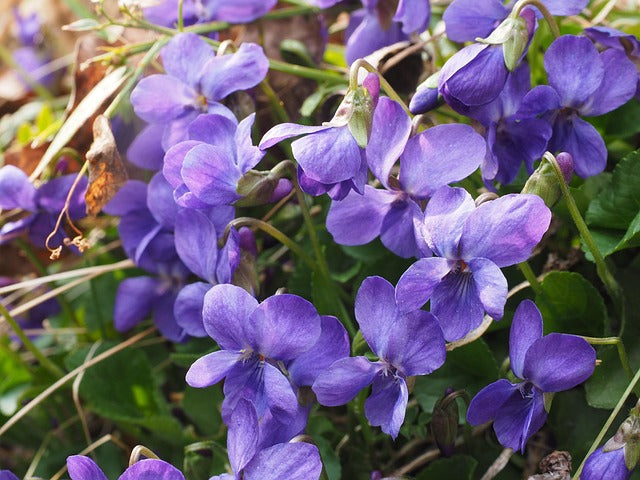 VIOLETTE ODORANTE FLEURS Viola odorata BRETAGNE BIO