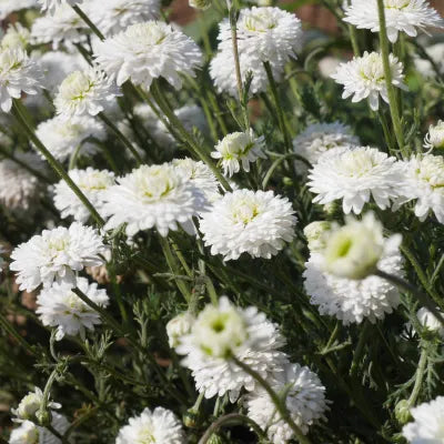 CAMOMILLE ROMAINE FLEURS Chamaemelum nobile BRETAGNE BIO