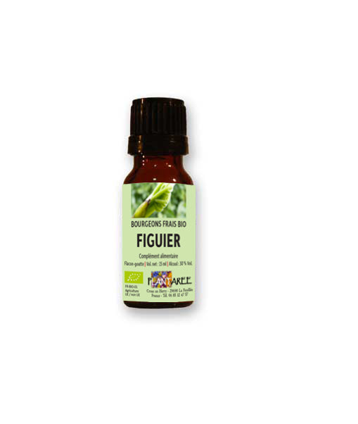 BOURGEON DE PLANTE BRETONNE BIO - FIGUIER Ficus carica